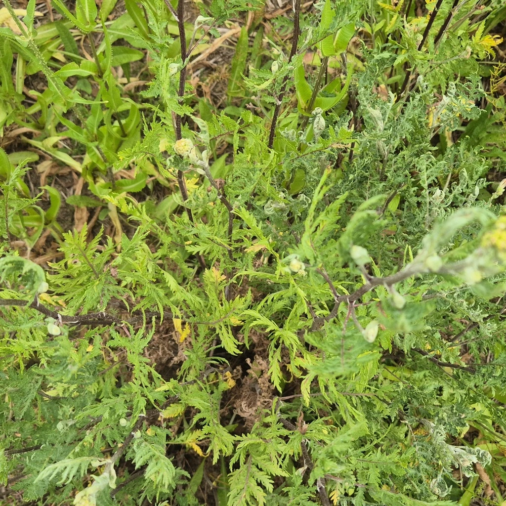 MOIN vegetation photograph with overlapping crop positions illustrated
